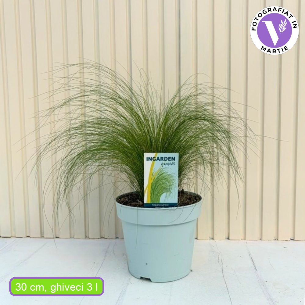 Iarba ornamentala coada de Ponei (Stipa Tenuissima Pony Tails), frunzis fin, matasos, asemanator unei coame de cal, crestere rapida