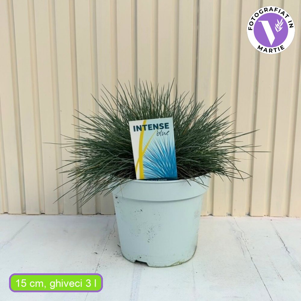 Festuca Glauca (Iarba Albastra) Intens Blue, iarba decorativa albastru intens, compacta, ideala pentru borduri si gradini rock, rezistenta la seceta