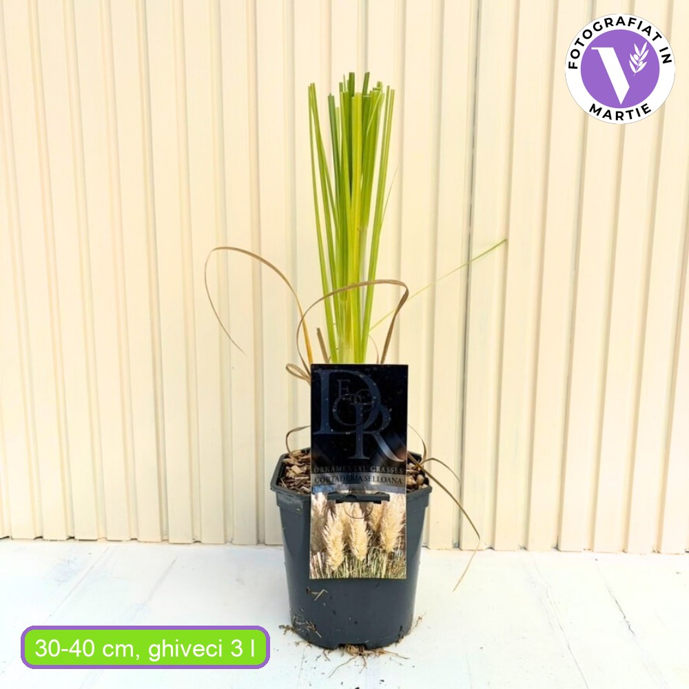 Iarba de Pampas Selloana (Cortaderia), cu spice mari albe, foarte inalta la maturitate, crestere rapida