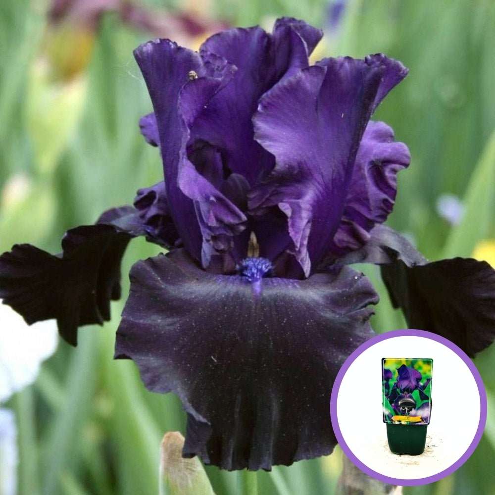 Iris Germanica (Stanjenel) Black Knight, cu flori violet inchis-negre, crestere rapida, bulb plantat in ghiveci