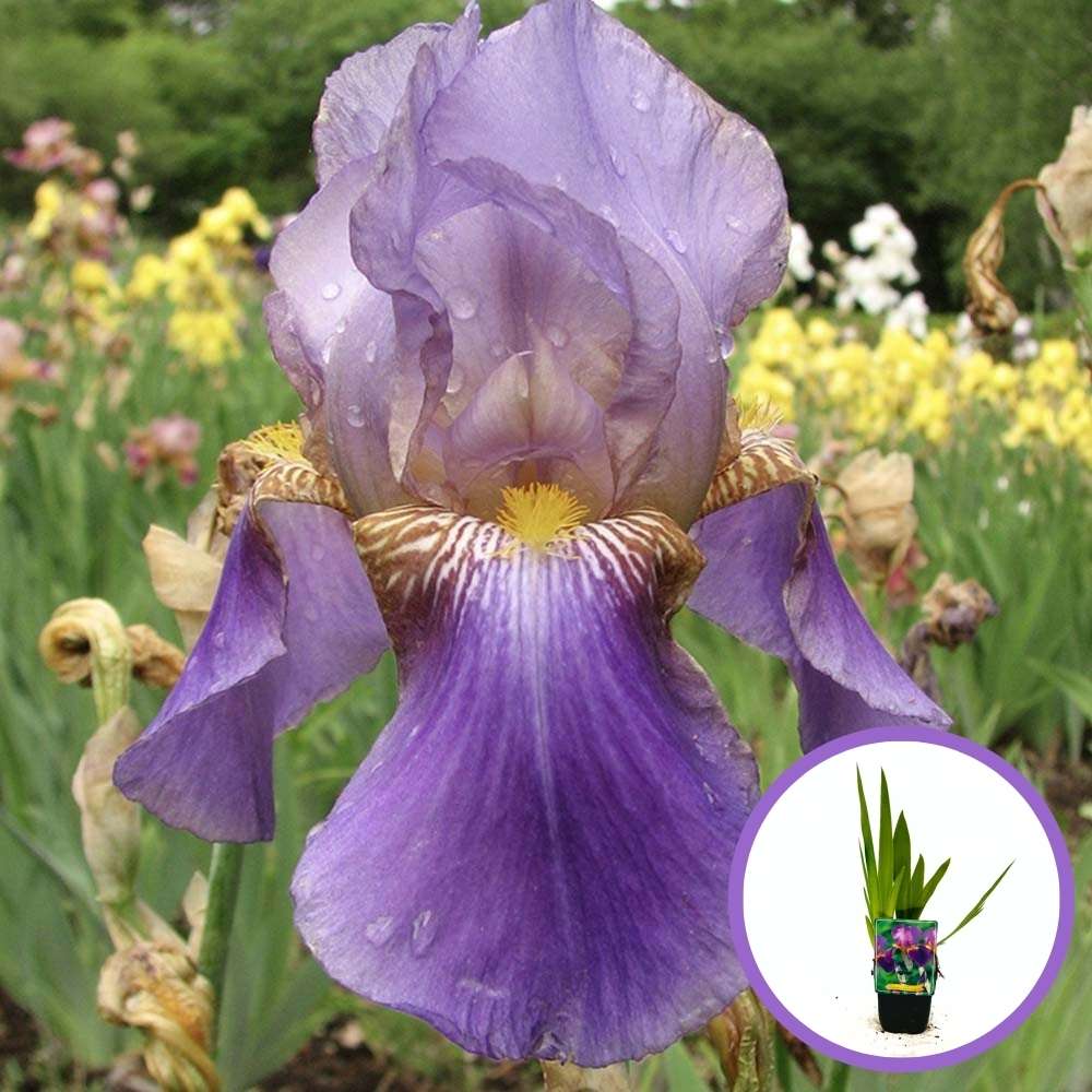 Iris Germanica (Stanjenel) Lent A. Williamson, cu flori mari parfumate mov-lavanda, crestere rapida, bulb plantat in ghiveci