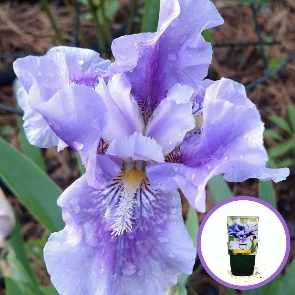 Iris Germanica mov-pal (Stanjenel) Bedtime Story, cu flori albastru deschis-violet parfumate, crestere rapida, bulb plantat In ghiveci