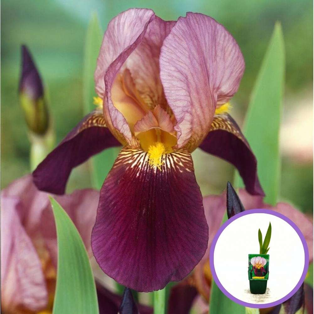 Iris Germanica (Stanjenel) Indian Chief, cu flori parfumate roz-lavanda burgundiu, crestere rapida, bulb plantat in ghiveci
