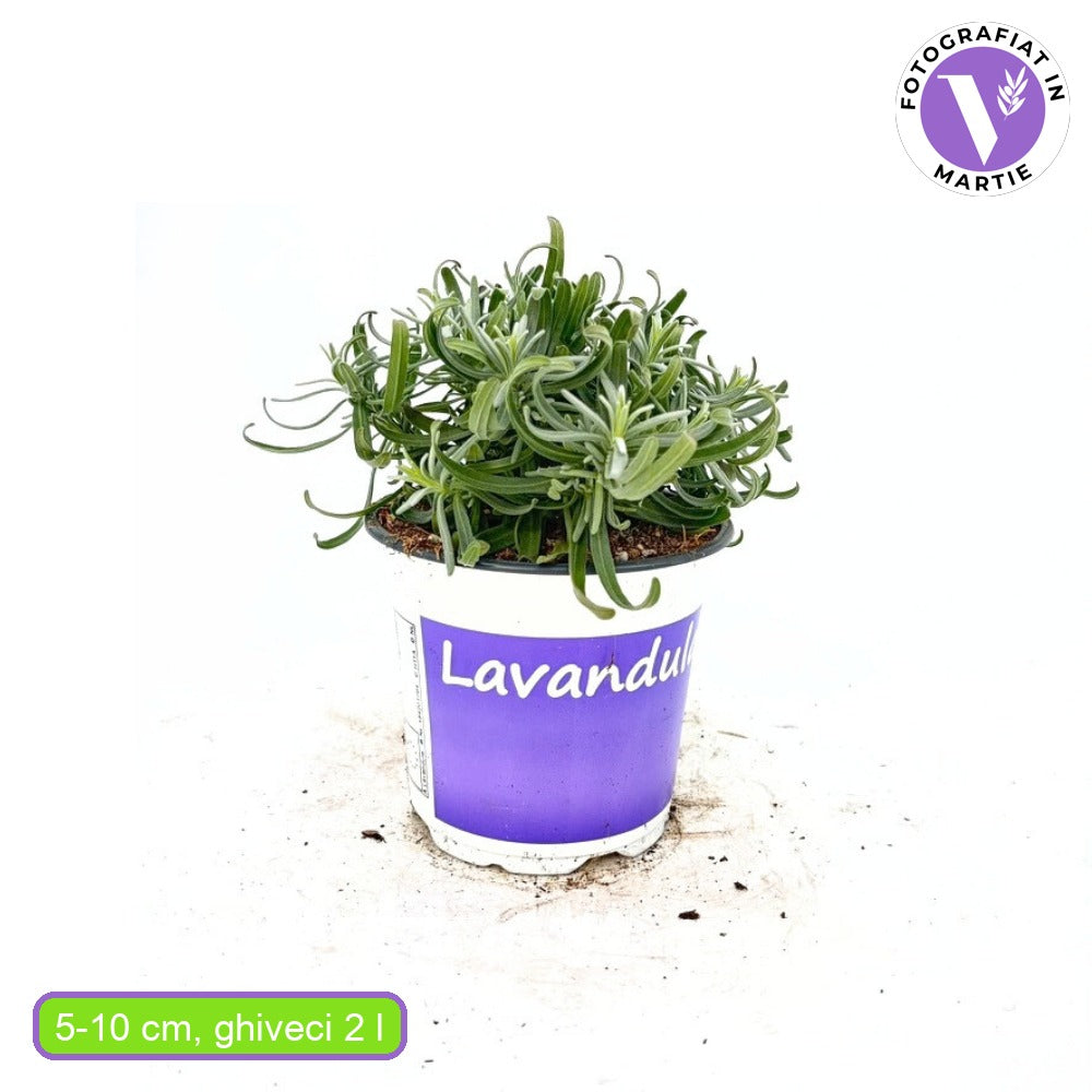 Lavanda Englezeasca Hidcote Blue, cu flori albastre-mov si parfum seducator