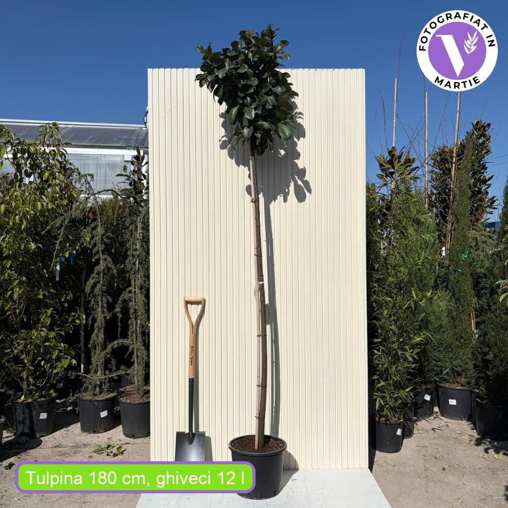 Laur Englezesc Etna (Laurocires) Copacel, vesnic verde pentru gradina, frunze lucioase rosiatice primavara, rezistent iarna, flori parfumate albe