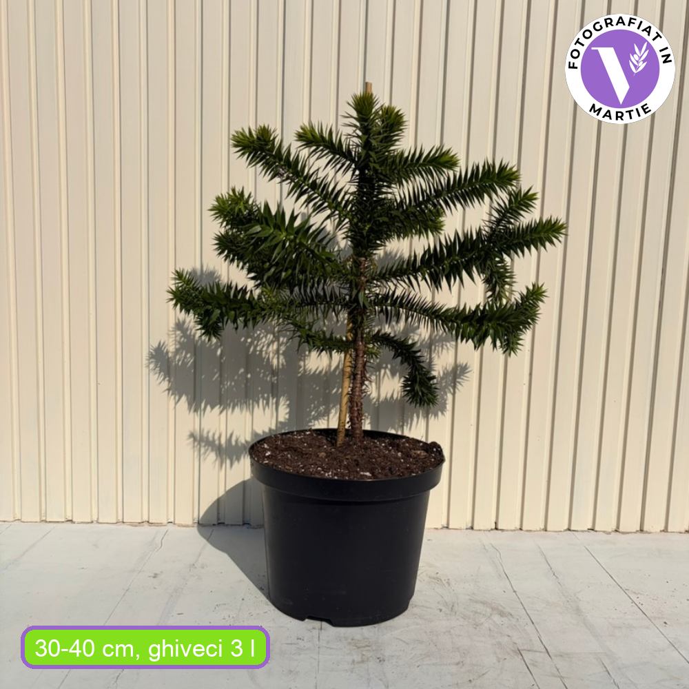 Pin Chilian (Araucaria Araucana), fosila vie, conifer vesnic verde iconic decorativ