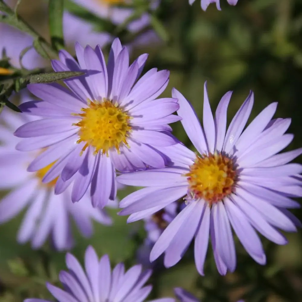 Steluta de Toamna (Aster) Professor Anton Kippenberg, planta perena, flori lila, gradina sau ghiveci