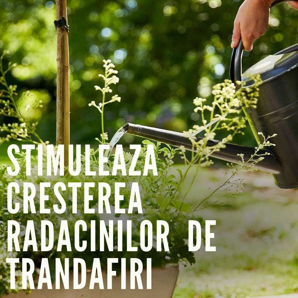 Ingrasamant lichid COMPO pentru trandafiri, flori intense si crestere sanatoasa, 1 l