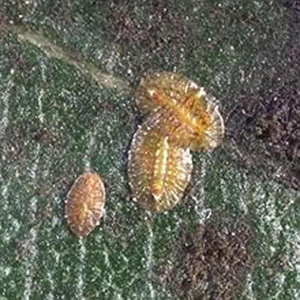 Spray anti daunatori SUBSTRAL Naturen pentru plante ornamentale, remediu natural contra afidelor, musculitei albe si paianjenilor, 750 ml