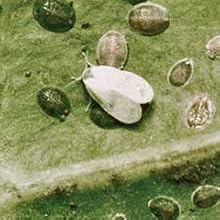 Spray anti daunatori SUBSTRAL Naturen pentru plante ornamentale, remediu natural contra afidelor, musculitei albe si paianjenilor, 750 ml