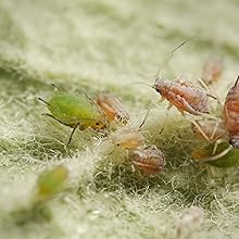 Spray anti daunatori SUBSTRAL Naturen pentru plante ornamentale, remediu natural contra afidelor, musculitei albe si paianjenilor, 750 ml