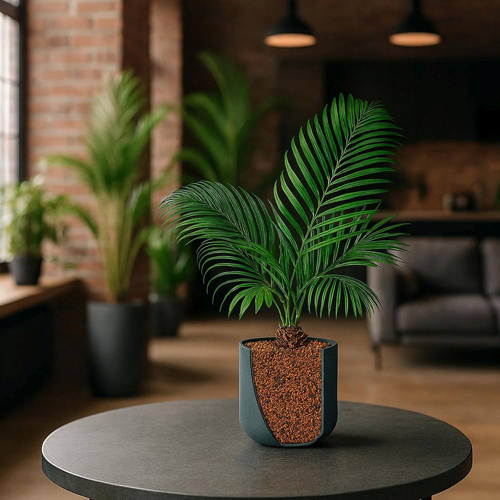 Substrat special pentru palmieri SERAMIS, granule din argila pentru inlocuire completa pamant ghiveci, drenaj optim si crestere sanatoasa, 15 l