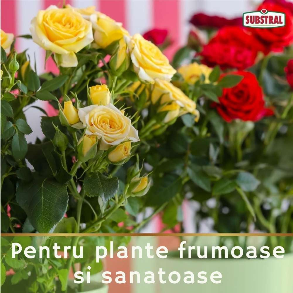 Spray plante ornamentale SUBSTRAL Careo, insecticid sistemic impotriva afidelor, paduchilor lanosi, musculitei albe si omizilor, 800 ml