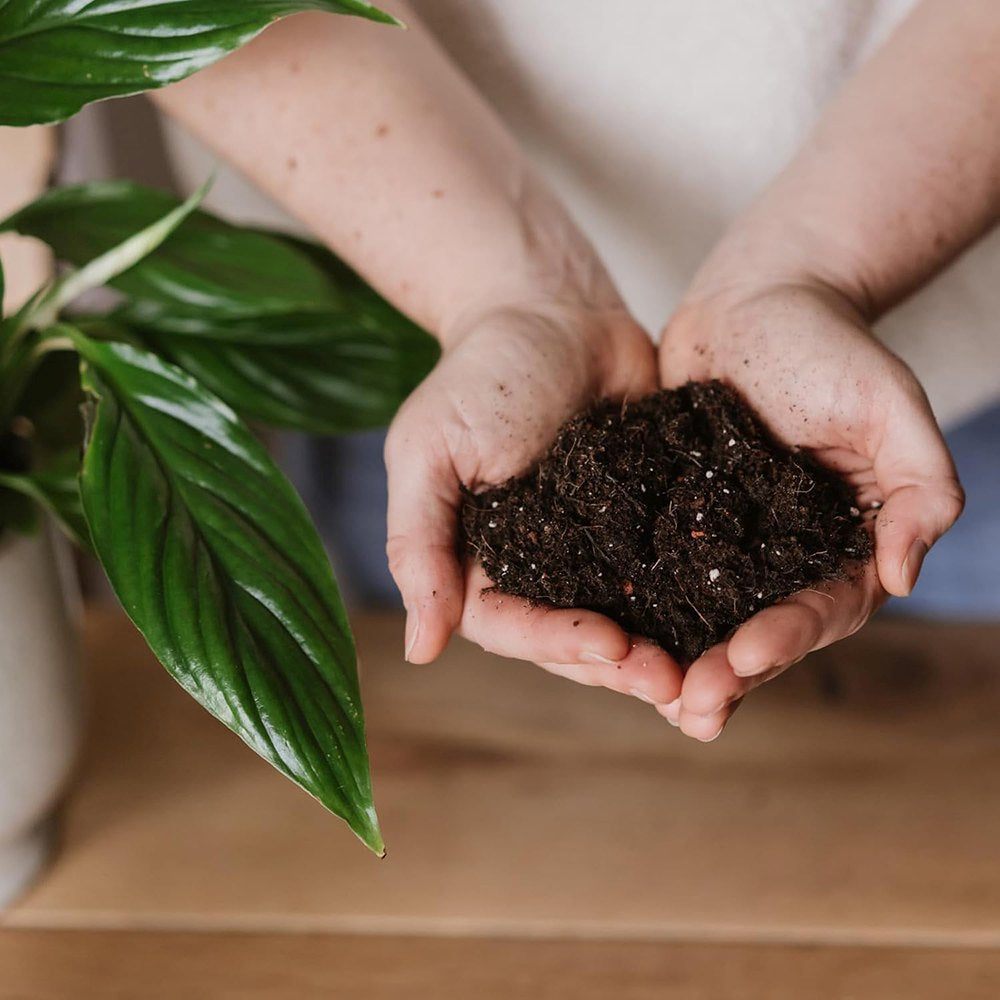 Substrat plante interior WESTLAND cu granule de argila, sol nutritiv pentru crestere sanatoasa, 4 l