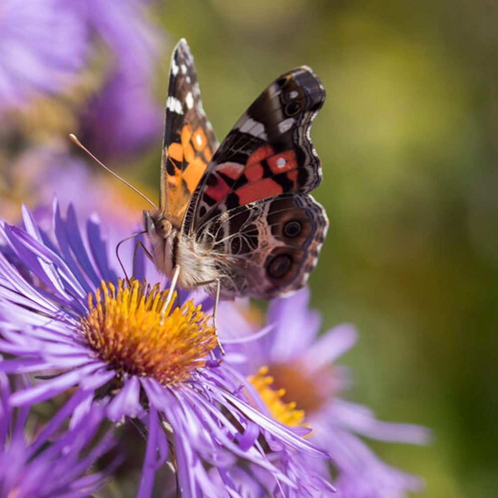 Steluta de Toamna (Aster) Professor Anton Kippenberg, planta perena, flori lila, gradina sau ghiveci