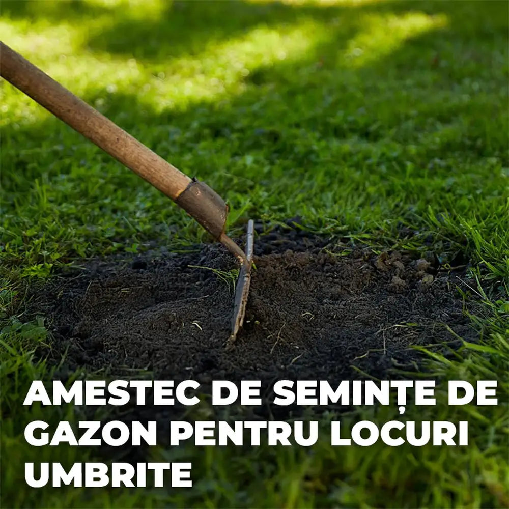 Compo seminte gazon pentru umbra densa, 1 kg pentru 50 mp – amestec profesional pentru zone umbrite si insorite