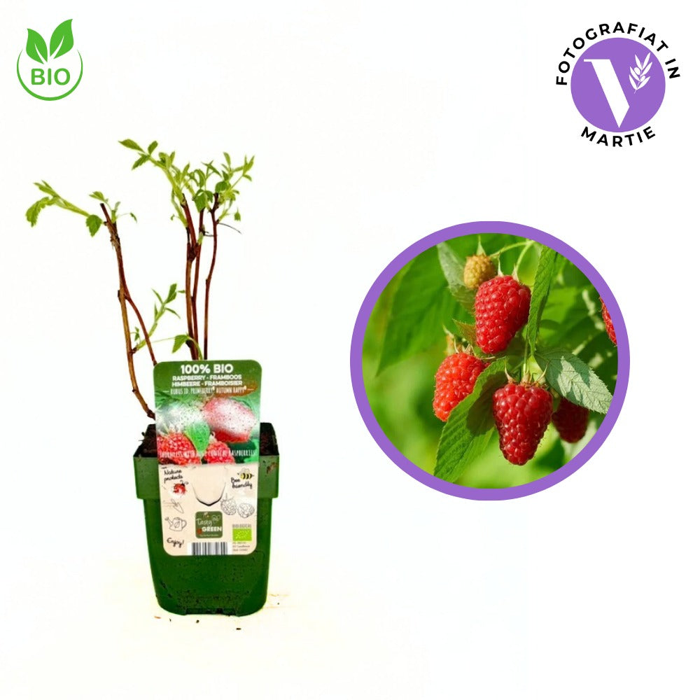 Zmeura Tulameen BIO cu fructe mari si gust deosebit, ideala pentru consum proaspat, an 1 pe rod