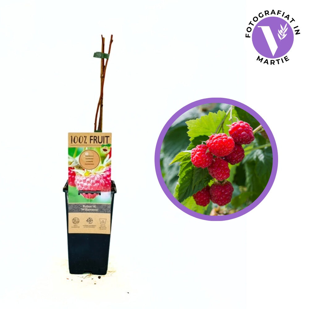 Zmeura Willamette cu gust intens si productie timpurie, perfecta pentru gemuri, an 1 pe rod