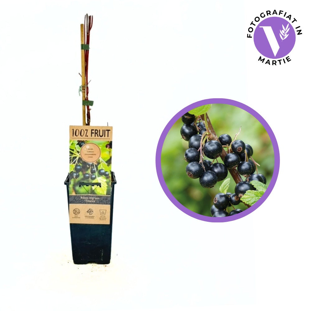 Coacaz negru Titania (Ribes), cu fructe negre dulci-acrisoare, an 2 pe rod