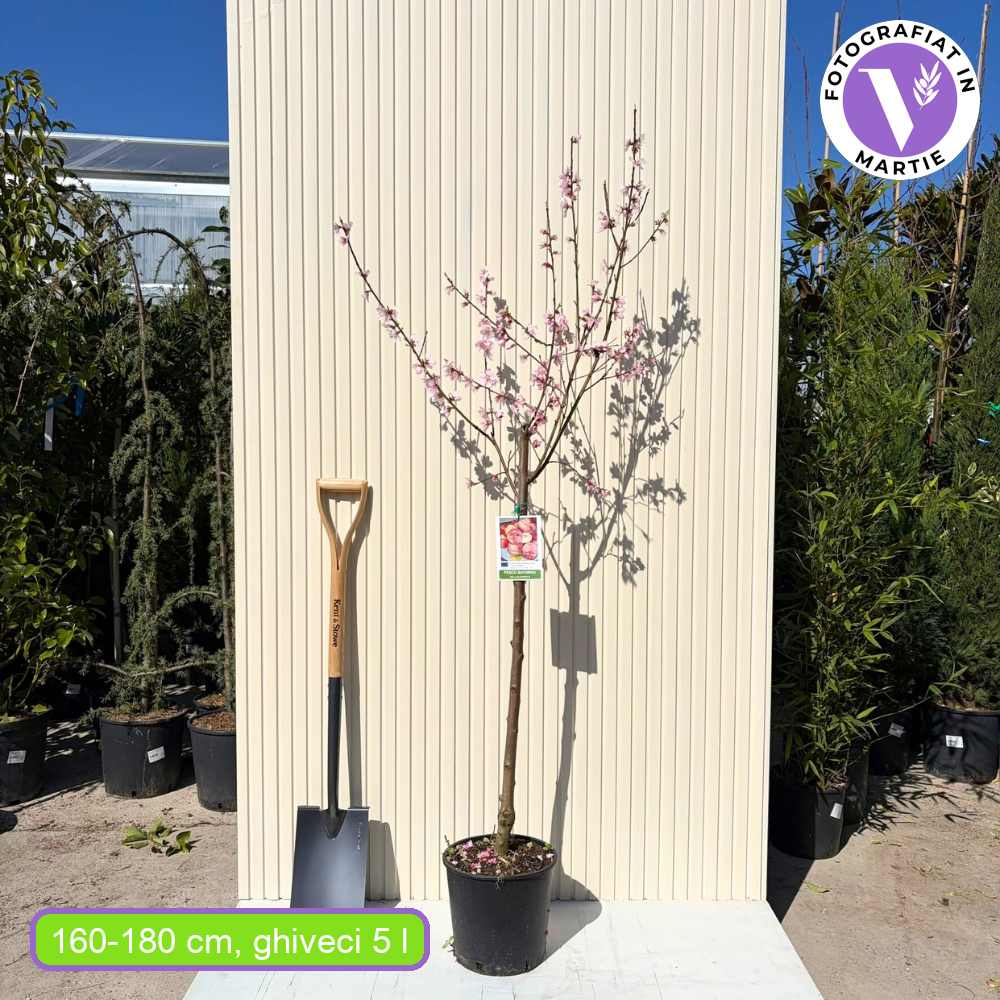 Piersic Saturne (Prunus Persica), cu fructe dulci galbene-verzi, an 2 pe rod