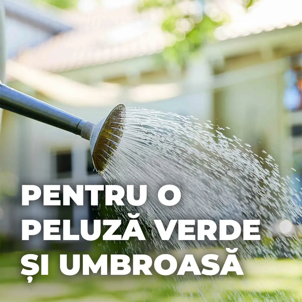 Compo seminte gazon pentru umbra densa, 2 kg pentru 100 mp – amestec profesional pentru zone umbrite si insorite