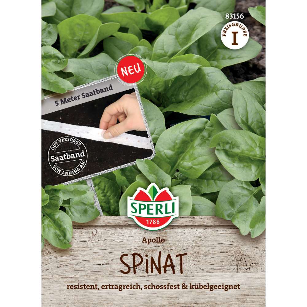 Seminte spanac Apollo F1 cu banda – semanare usoara, frunze verzi inchis, 5 m