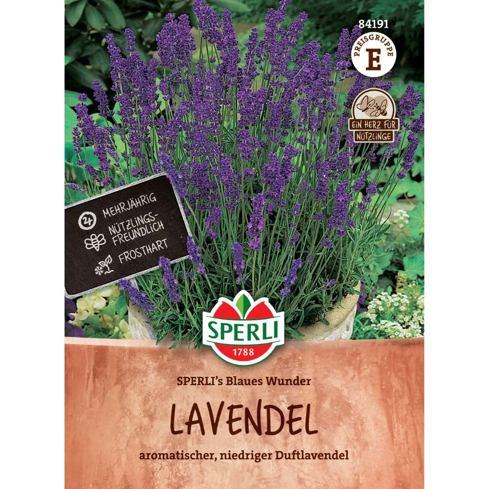 Seminte lavanda SPERLI Blaues Wunder – flori albastre parfumate