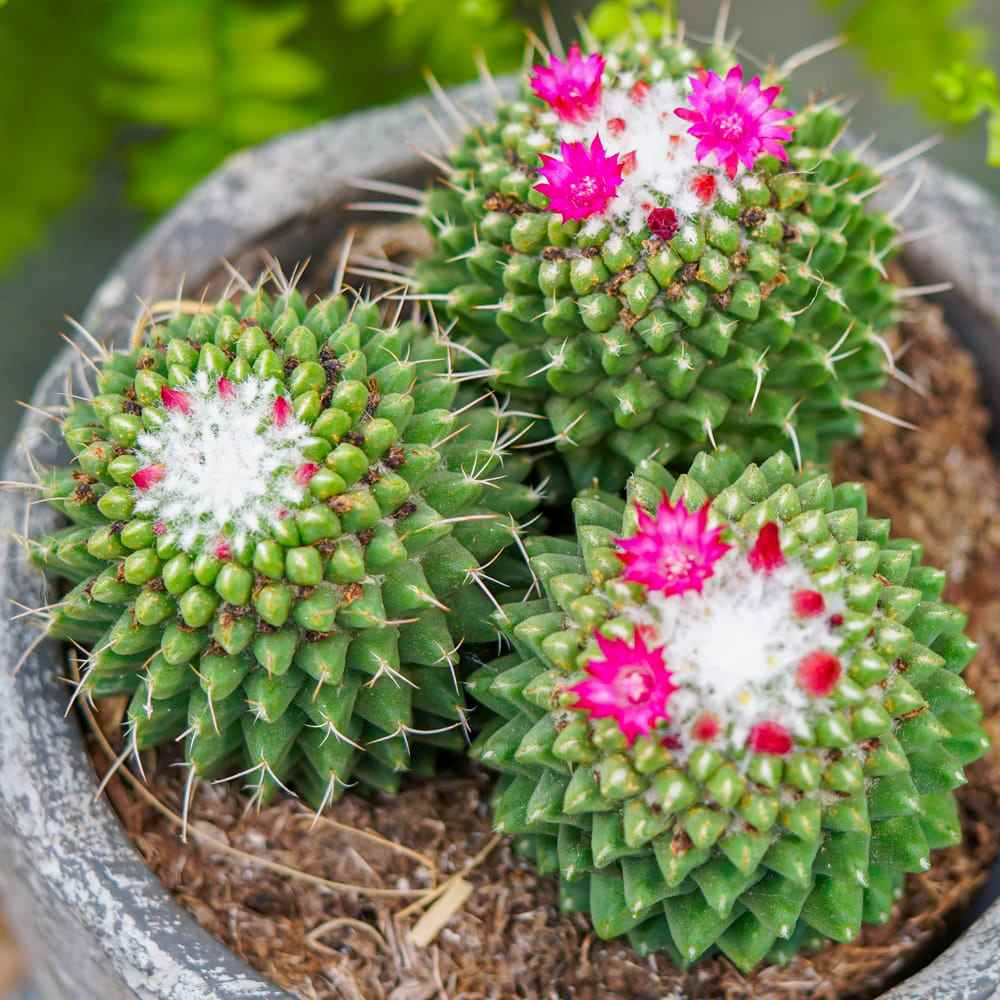 Cactus Globular Mammillaria polythele toluca cu flori roz decorative, ideal pentru interior, usor de ingrijit
