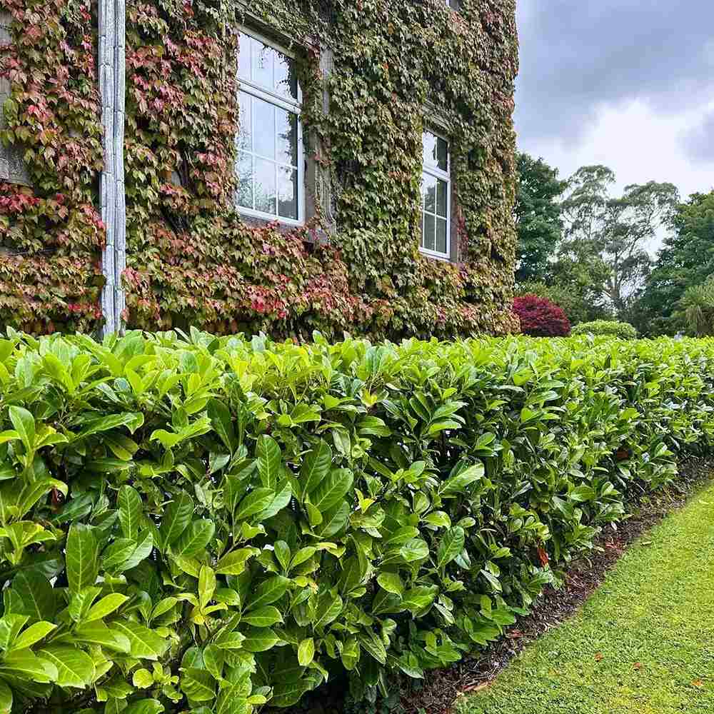 Laur Englezesc Herbergii, vesnic verde, gard viu rapid, rezistent la boli, frig si caldura, inflorire decorativa