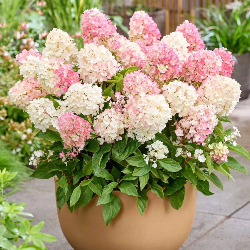 Hortensie Pitica de gradina (Paniculata) Living Little Blossom, cu flori albe si roz