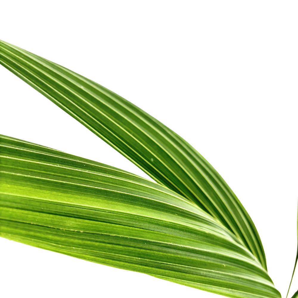 Palmier Cocotier (Cocos Nucifera), planta tropicala cu nuca, frunze arcuite, decor exotic interior - 160 cm