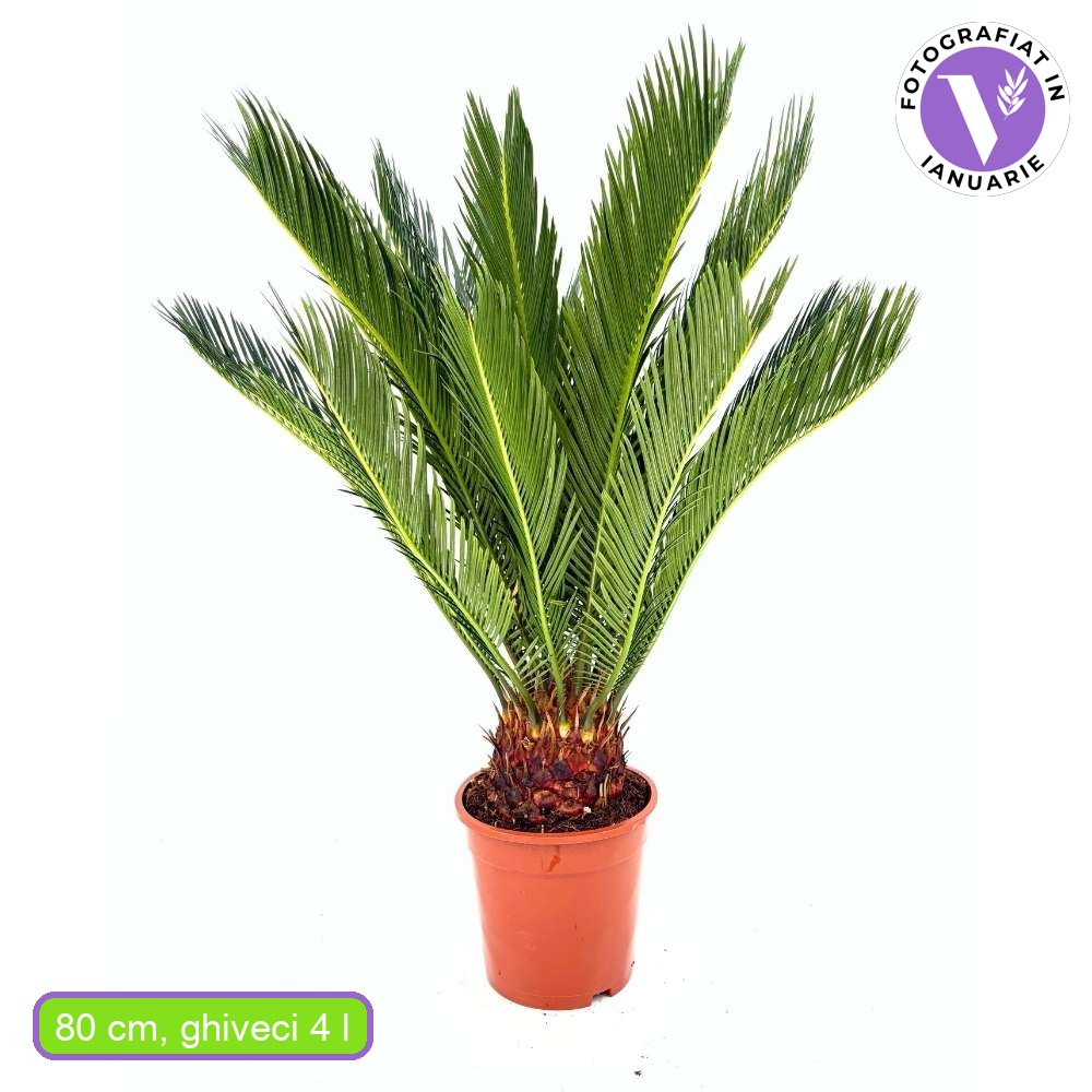 Palmier Sagotier Japonez Cycas Revoluta, planta de interior exotica cu frunze verzi rigide, decor tropical pentru casa - 80 cm