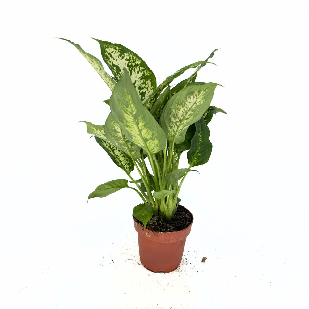 Dieffenbachia Compacta, 40 cm, frunze mari verzi cu pete galben-crem, planta tropicala purificatoare de aer