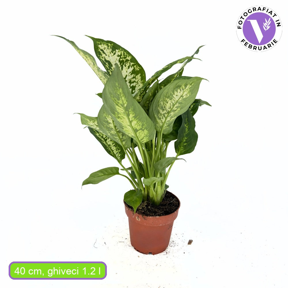 Dieffenbachia Compacta, 40 cm, frunze mari verzi cu pete galben-crem, planta tropicala purificatoare de aer