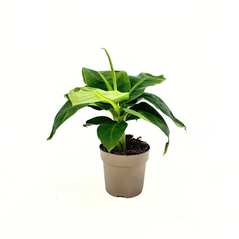 Bananier (Musa Tropicana), 45 cm, frunze tropicale mari si vibrante pentru un interior exotic