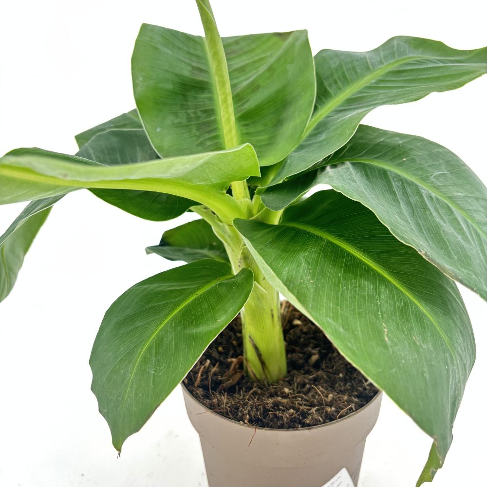 Bananier (Musa Tropicana), 45 cm, frunze tropicale mari si vibrante pentru un interior exotic