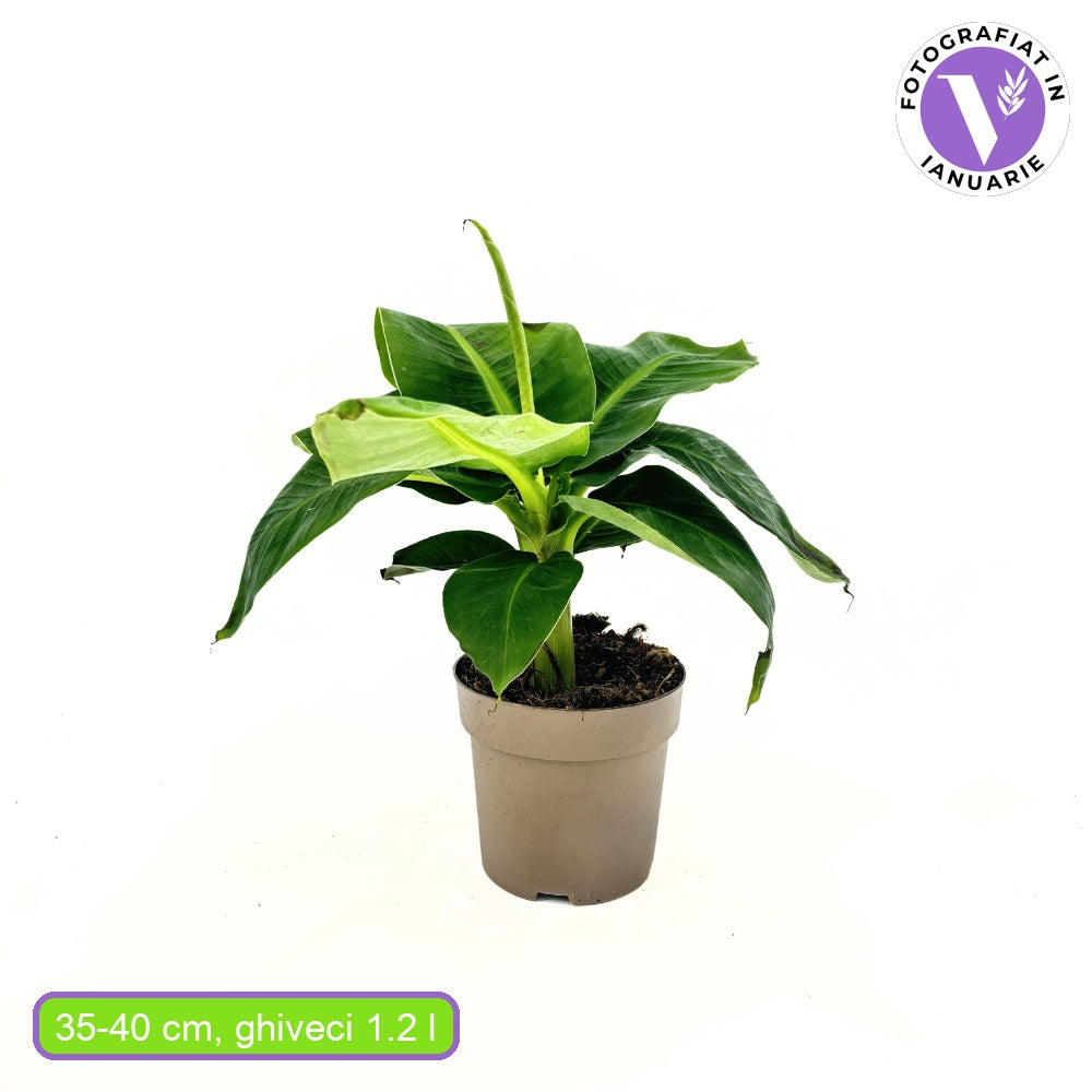 Bananier (Musa Tropicana), 45 cm, frunze tropicale mari si vibrante pentru un interior exotic