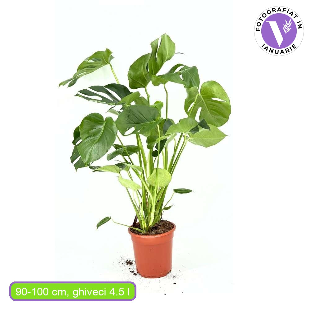 Planta de apartament Monstera Deliciosa, frunze mari tropicale perforate natural, usor de ingrijit, purificatoare de aer - 90-100 cm