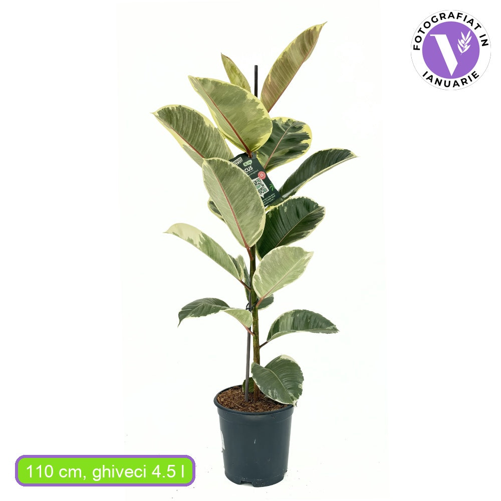 Arbore de Cauciuc, Ficus Elastica Tineke Bicolor, 110 cm, planta de apartament cu frunze pestrite verzi crem