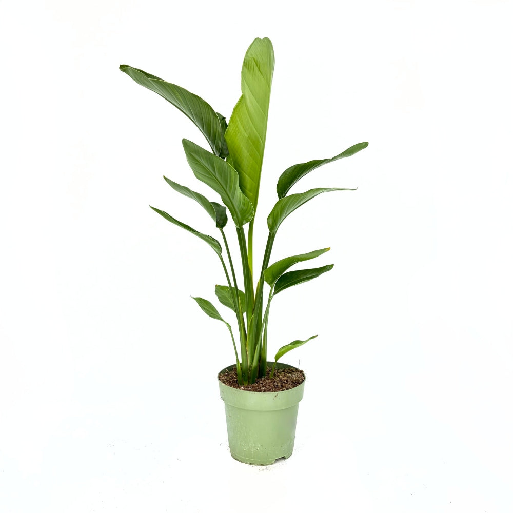 Strelitzia Nicolai, Pasarea alba a paradisului, 90-100 cm, planta exotica mare cu frunze uriase tropicale decorative pentru interior