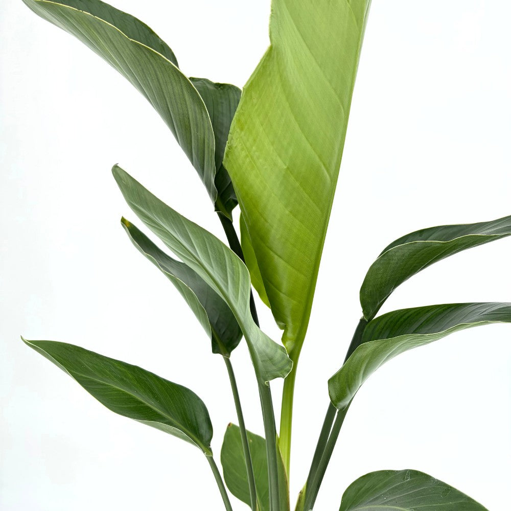 Strelitzia Nicolai, Pasarea alba a paradisului, 90-100 cm, planta exotica mare cu frunze uriase tropicale decorative pentru interior