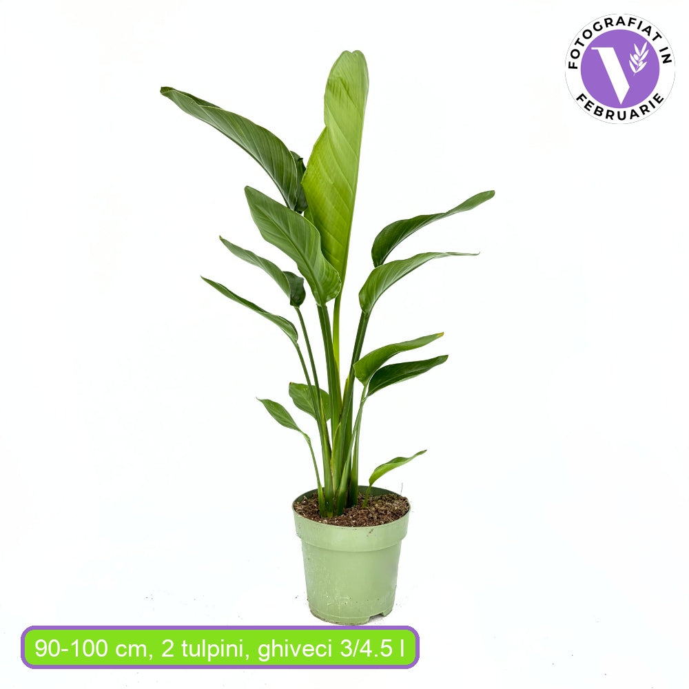Strelitzia Nicolai, Pasarea alba a paradisului, 90-100 cm, planta exotica mare cu frunze uriase tropicale decorative pentru interior