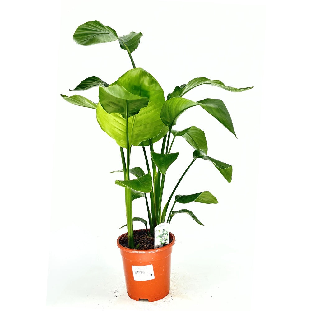 Strelitzia Nicolai, Pasarea alba a paradisului, 110 cm, planta exotica mare cu frunze uriase tropicale decorative pentru interior