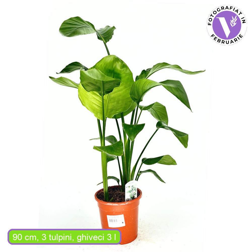 Strelitzia Nicolai, Pasarea alba a paradisului, 110 cm, planta exotica mare cu frunze uriase tropicale decorative pentru interior
