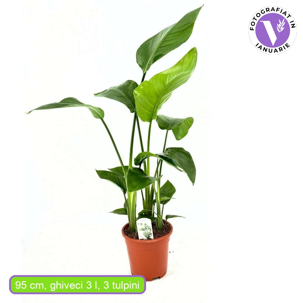 Strelitzia Nicolai, Pasarea alba a paradisului, planta exotica mare cu frunze uriase tropicale decorative pentru interior - 90-100 cm