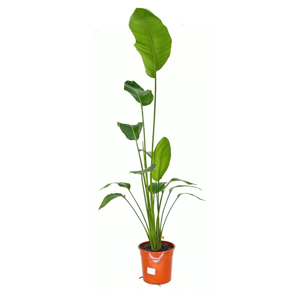 Strelitzia Nicolai, Pasarea alba a paradisului, planta exotica mare cu frunze uriase tropicale decorative pentru interior - 180 cm