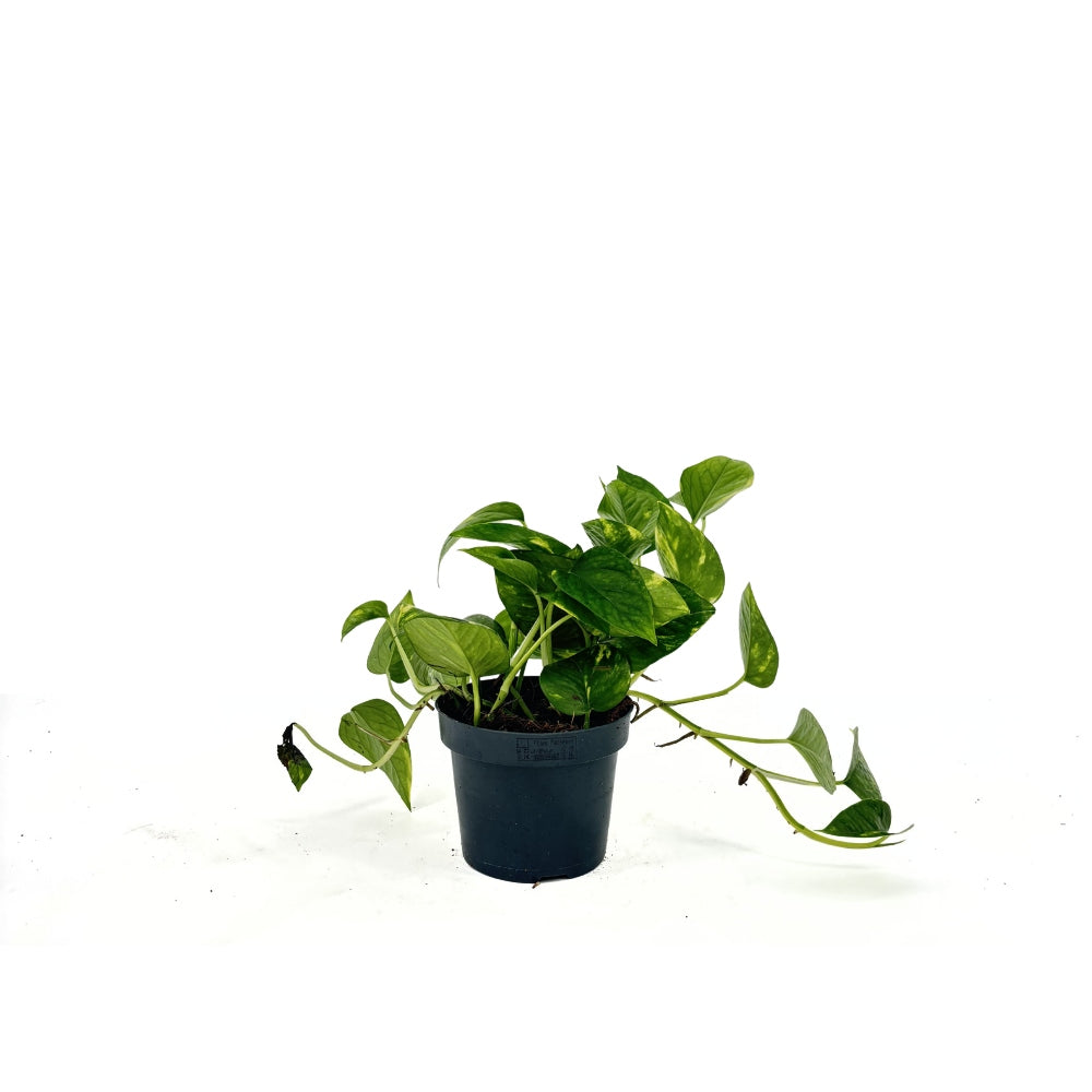 Iedera diavolului Curgatoare Epipremnum Aureum, 25-20 cm, planta de apartament curgatoare, cu frunze pestrite verzi-galbene