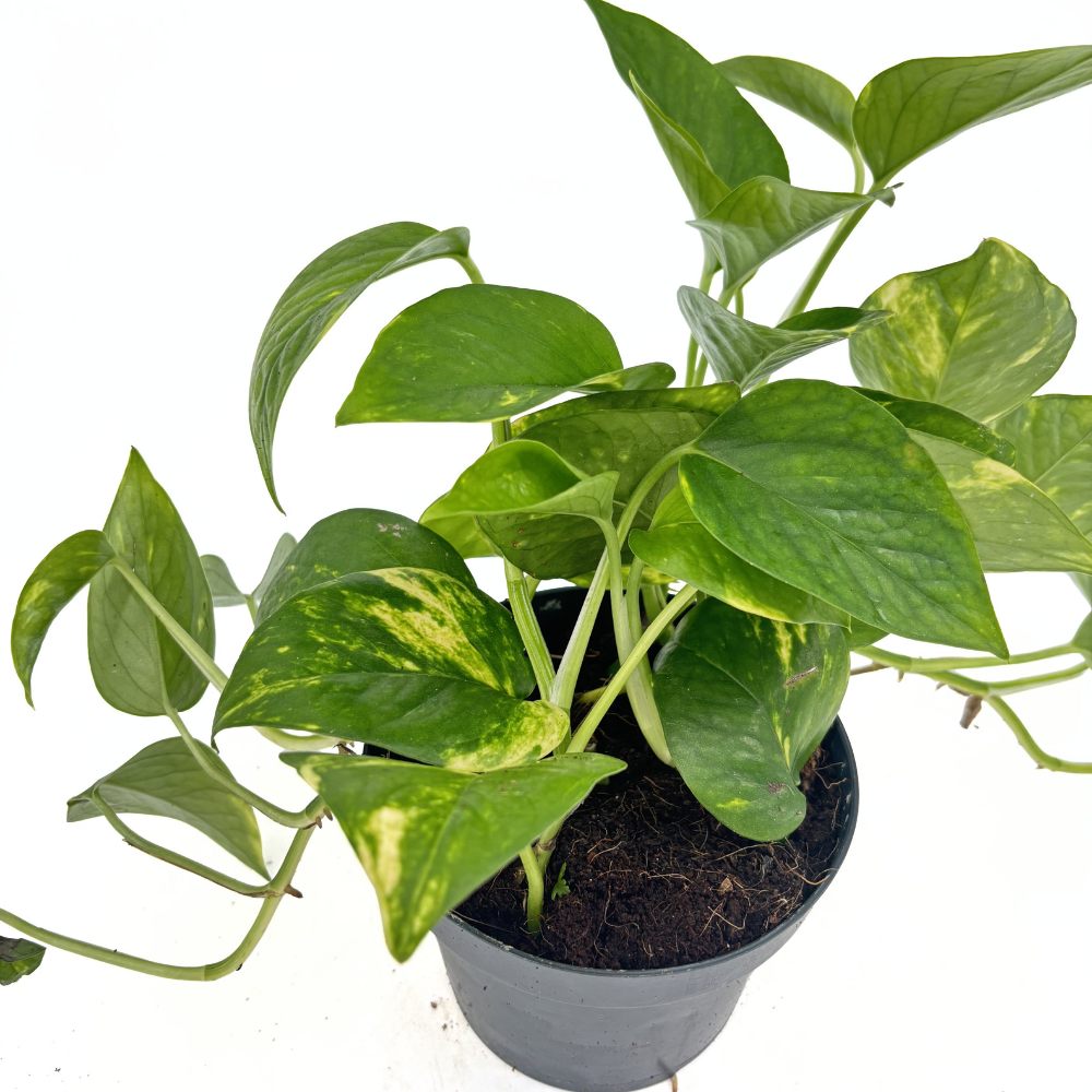 Iedera diavolului Curgatoare Epipremnum Aureum, 25-20 cm, planta de apartament curgatoare, cu frunze pestrite verzi-galbene
