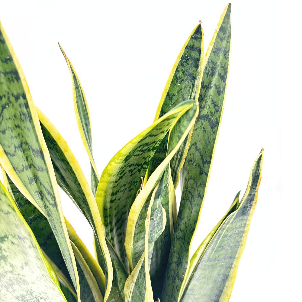 Sansevieria (Limba Soacrei) Laurentii, 70-80 cm, planta de interior purificatoare de aer, frunze verzi cu margini galbene elegante, ingrijire foatre usoara