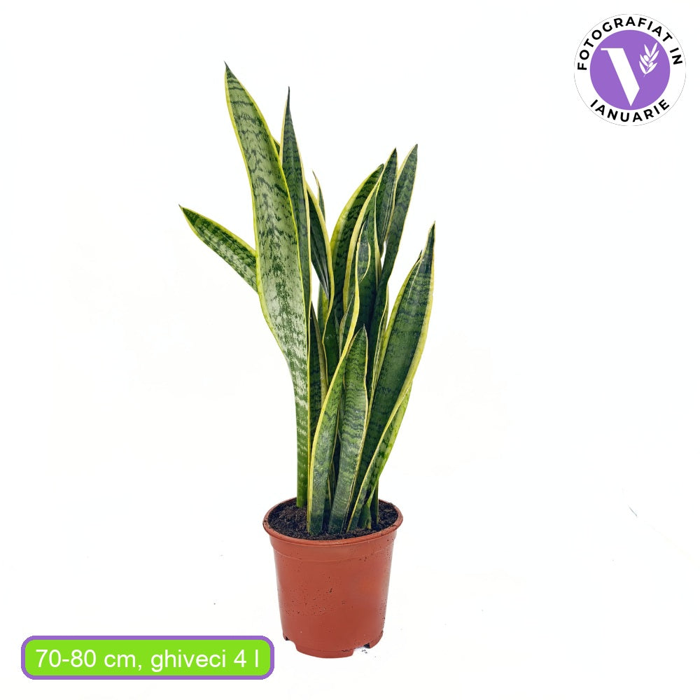 Sansevieria (Limba Soacrei) Laurentii, 70-80 cm, planta de interior purificatoare de aer, frunze verzi cu margini galbene elegante, ingrijire foatre usoara